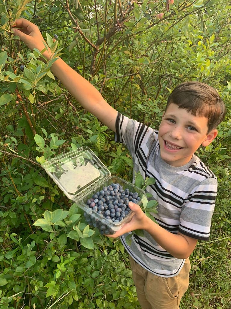 7 year old boy picking blueberries happily