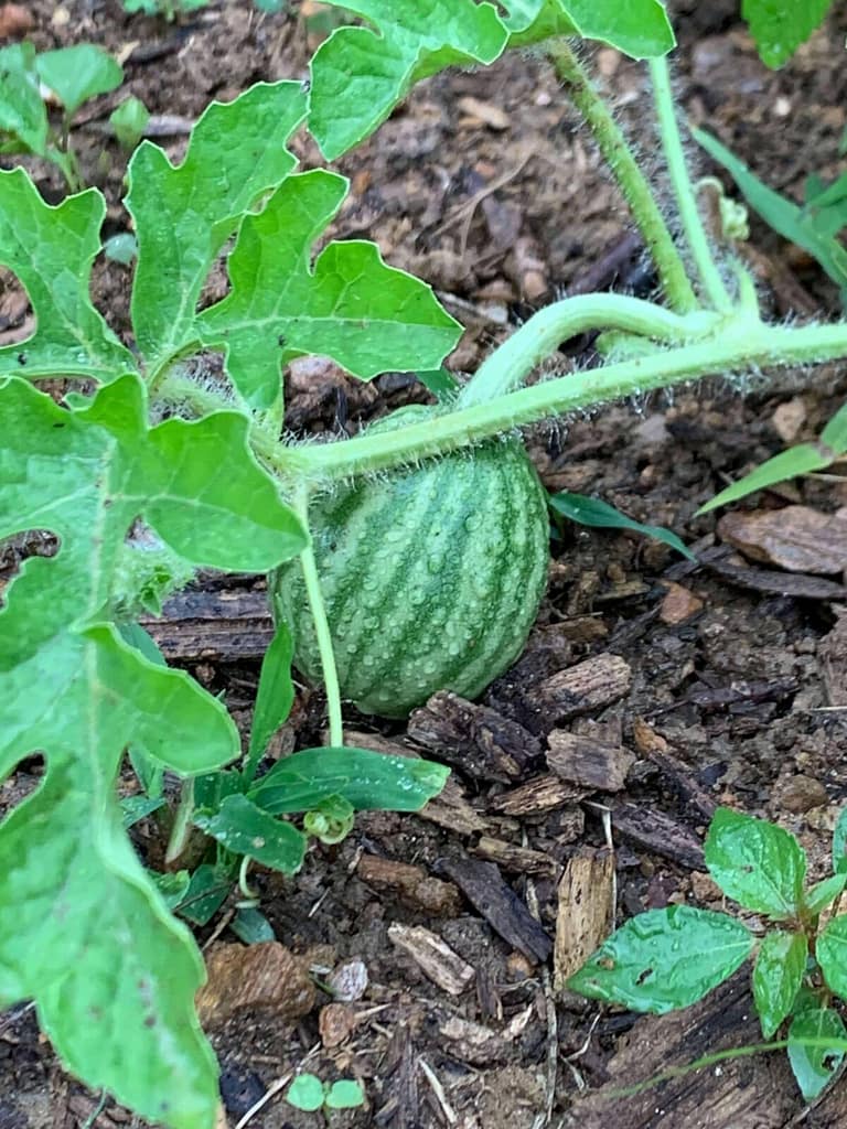 tiny watermelon just beginning to grow