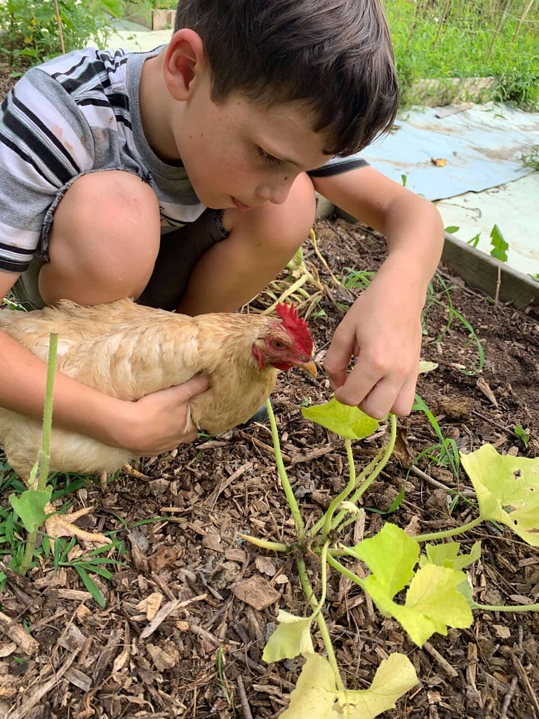 boy having his chicken peck squash bugs off the plants