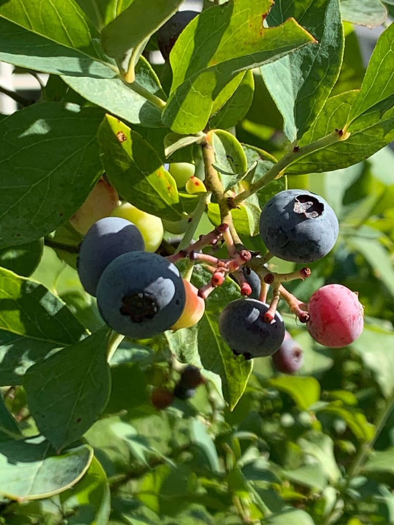 small cluster of blueberries