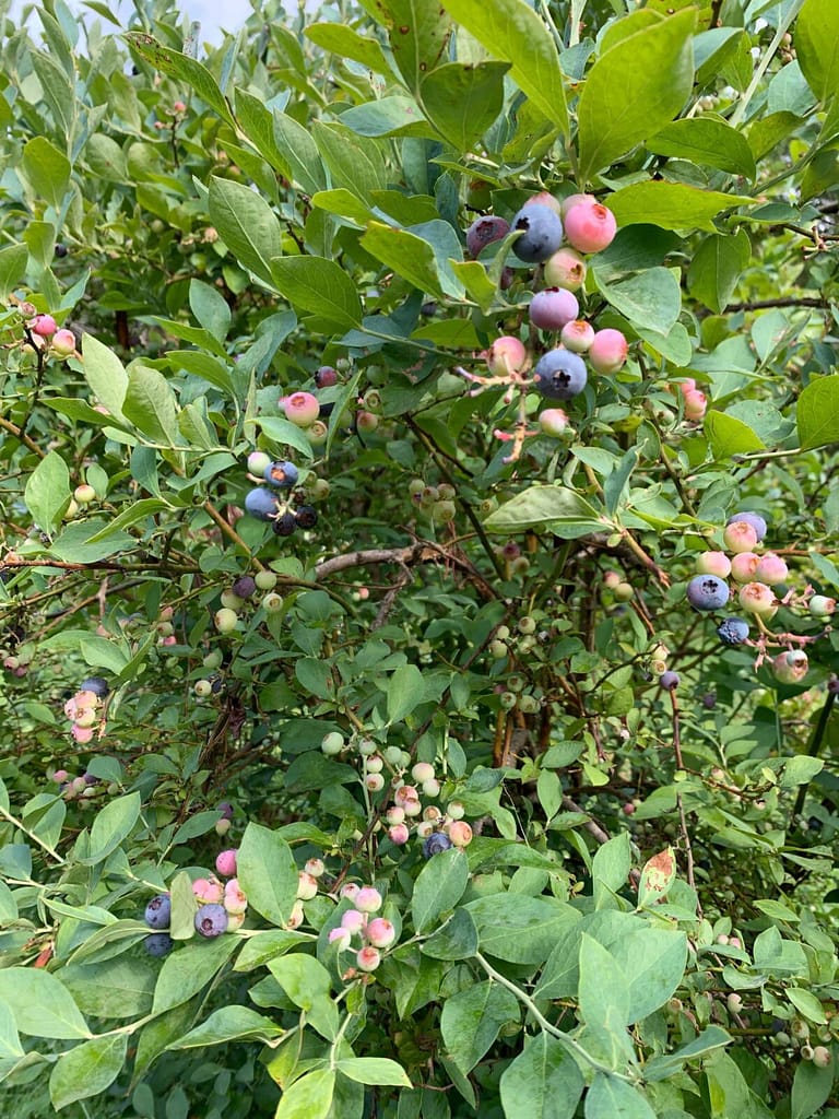 blueberries on the bush