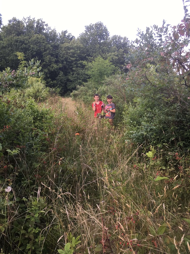 kids working in an overgrown blueberry patch