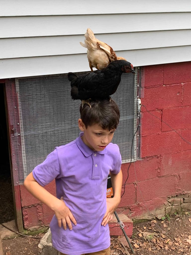 boy with 2 chickens on his head