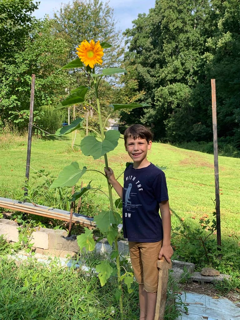 a 7 year old boy standing by his sunflower that is way taller than him.