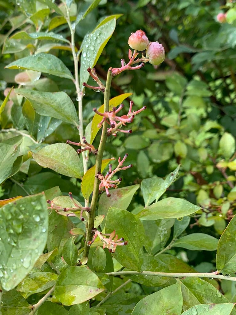 only 2 blueberries left on the blueberry bush