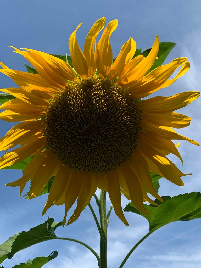 a large sunflower