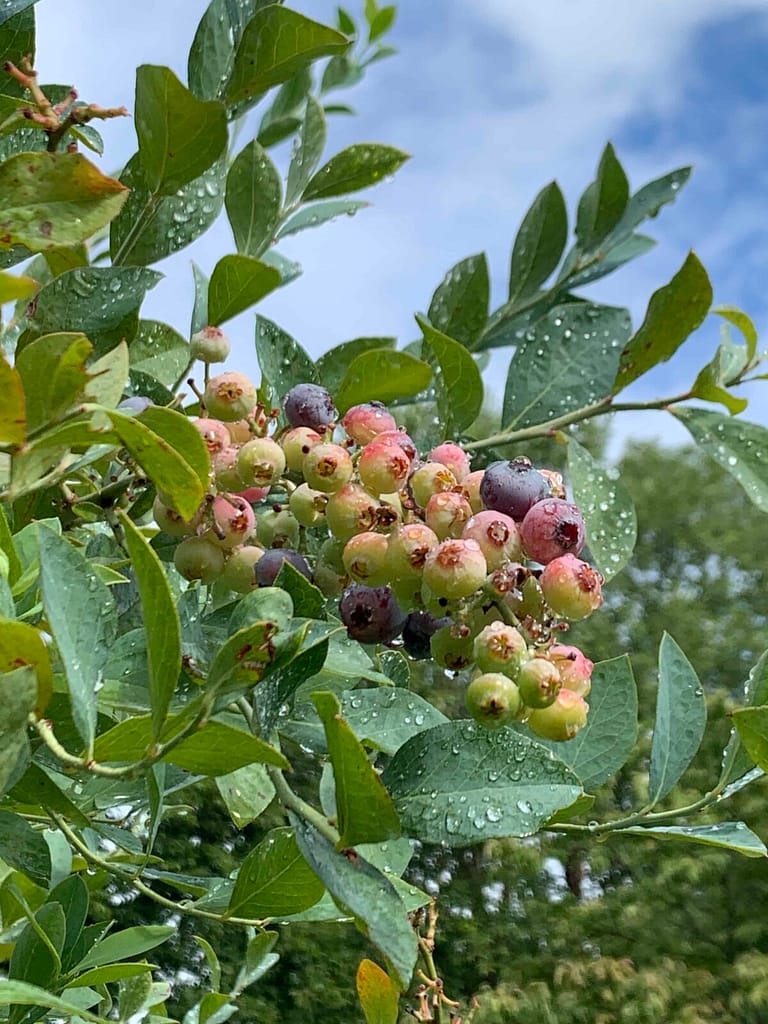 a big bunch of ripening blueberries on the bush
