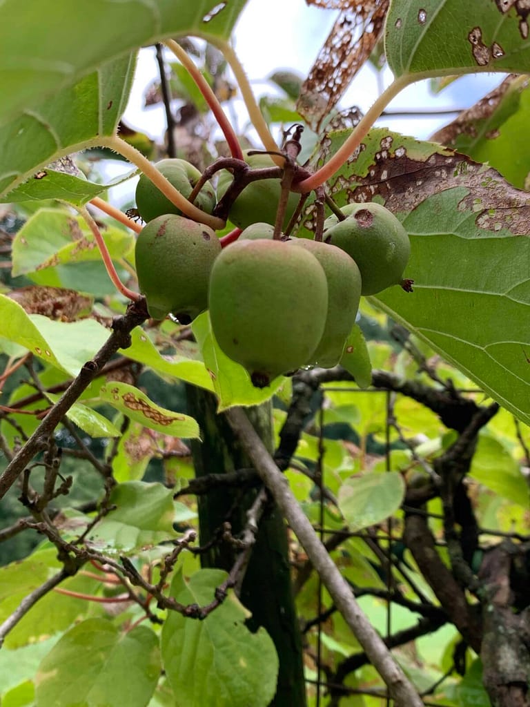 kiwi growing on the tree