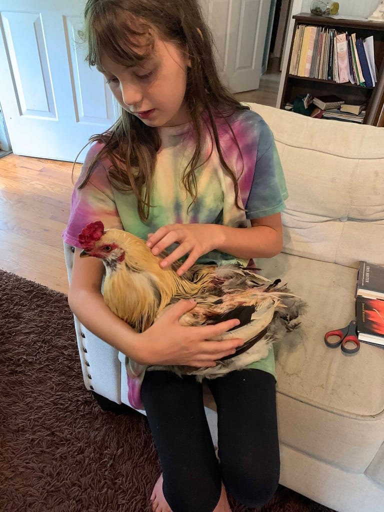 a girl holds a hurt chicken