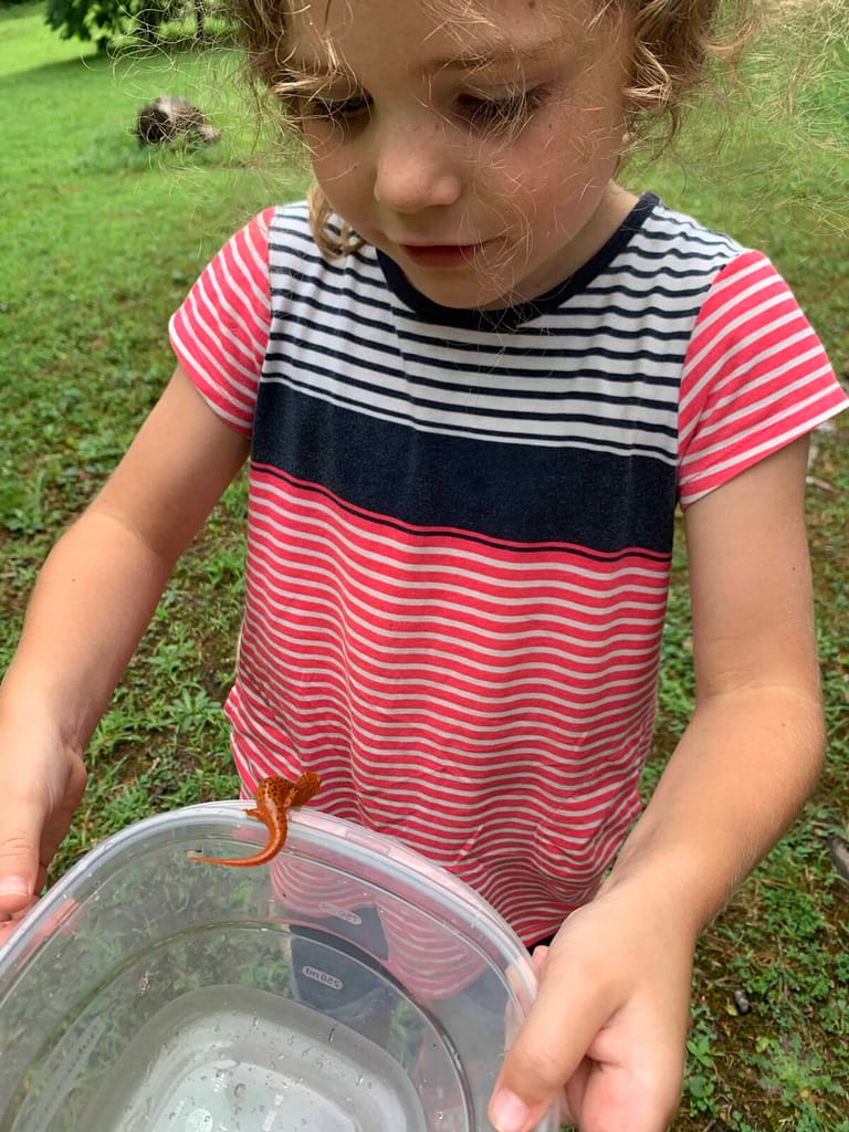 6 year old catching a fire salamander in a container