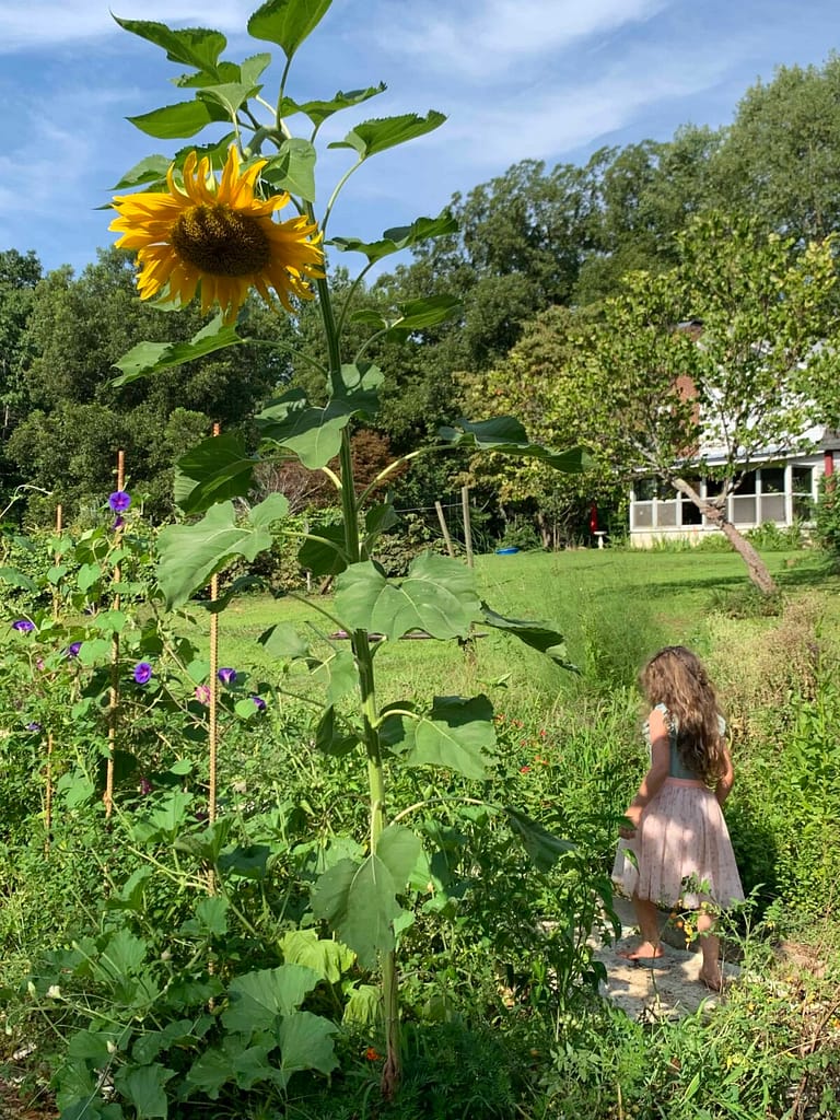 Sunflower growing in the garden