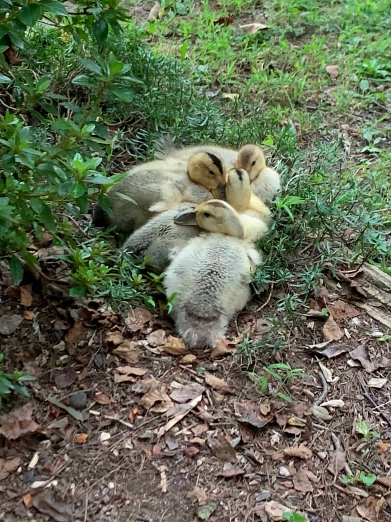 4 ducks sitting in some ground cover.3 weeks old