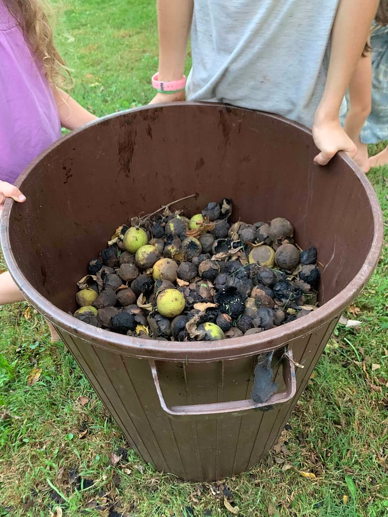 barrel of walnuts picked off the ground
