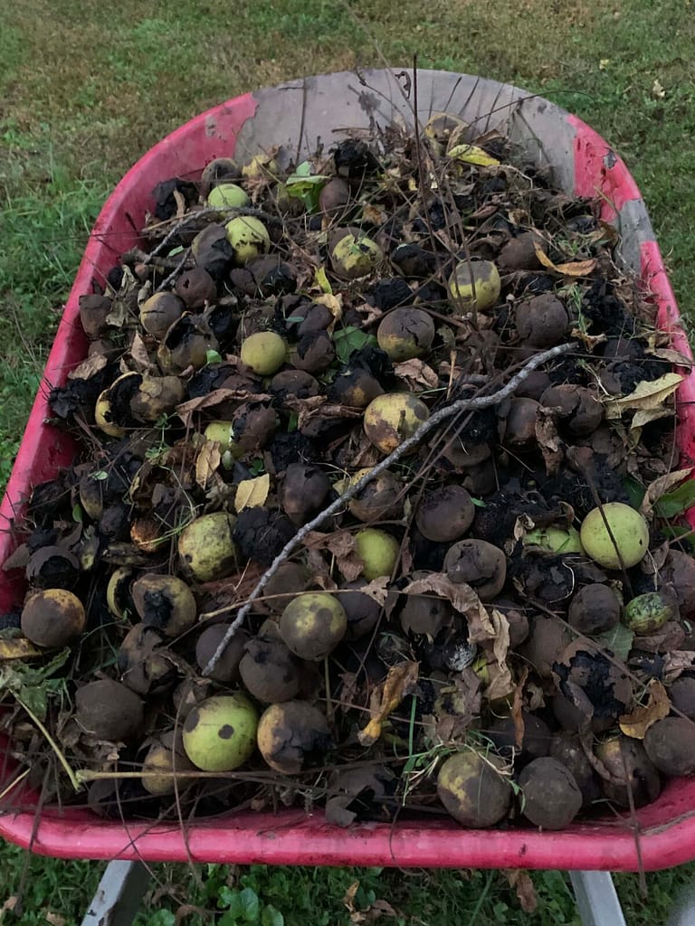 wheelbarrow of walnuts picked off the ground