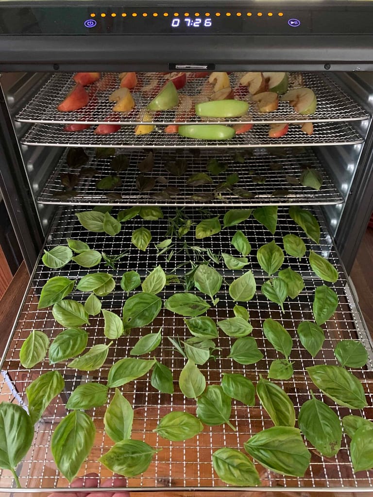 dehydrator with basil in it drying