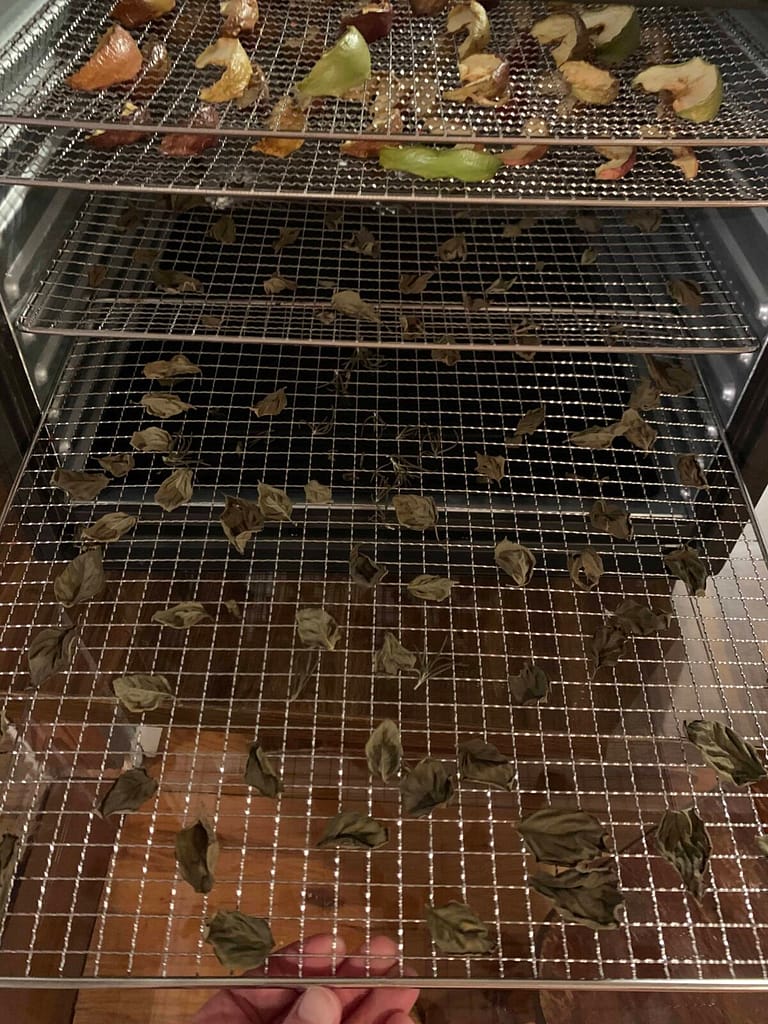dehydrator with basil dried in it