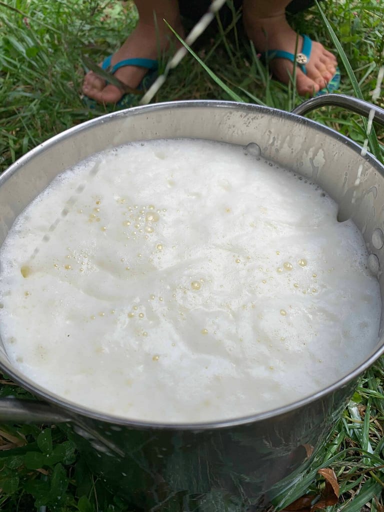 a pail full of frothy, fresh cow's milk