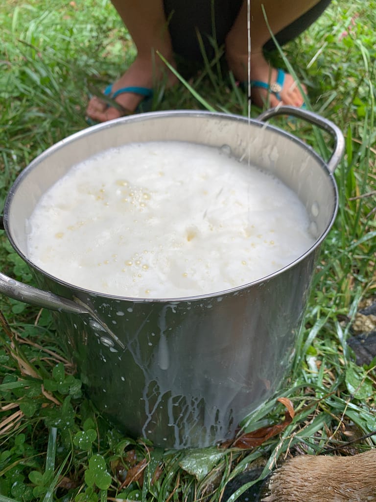 a pail full of fresh, raw, cow's milk