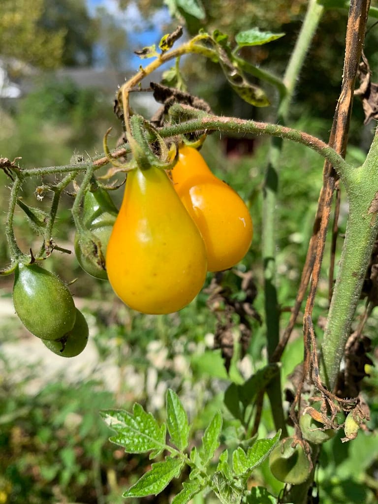 two yellow pear tomatoes
