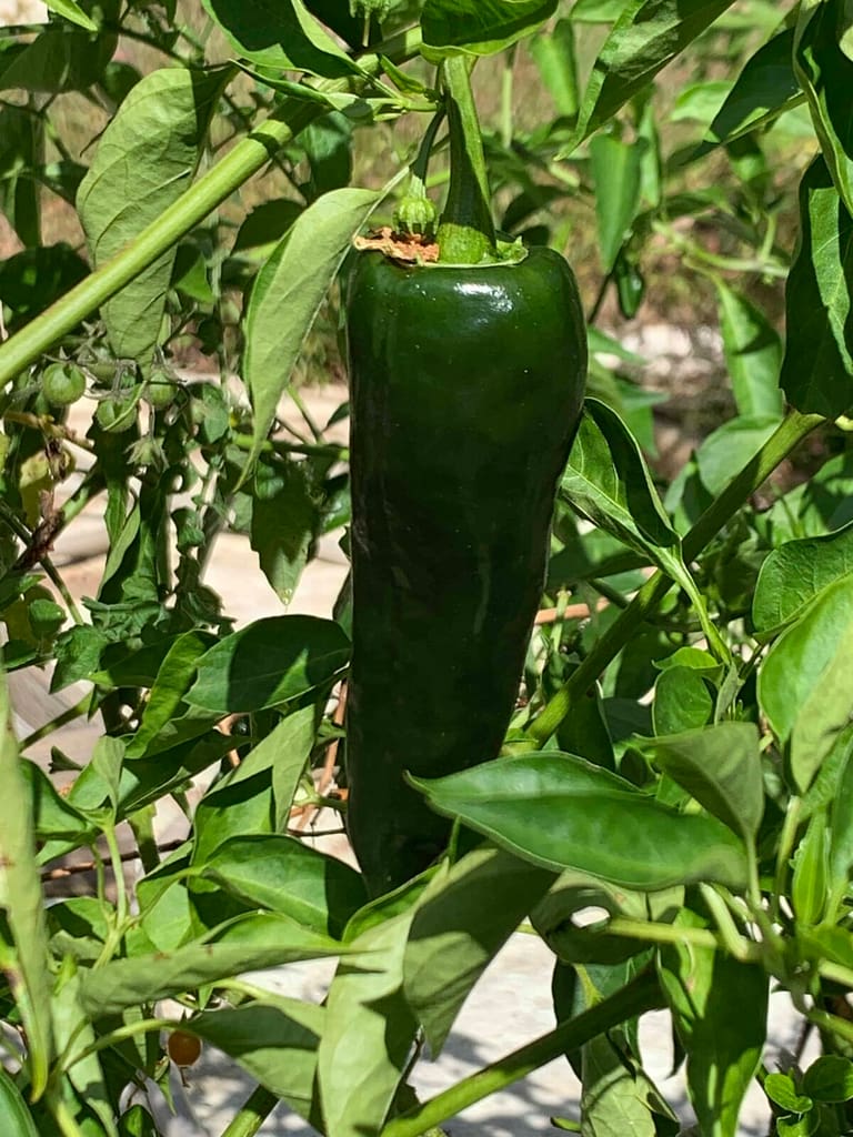 a long green habenero pepper in the garden
