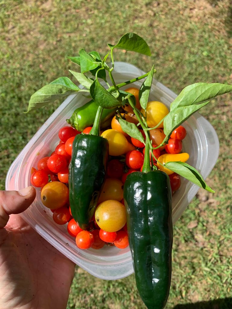 container of tomatoes and peppers just picked