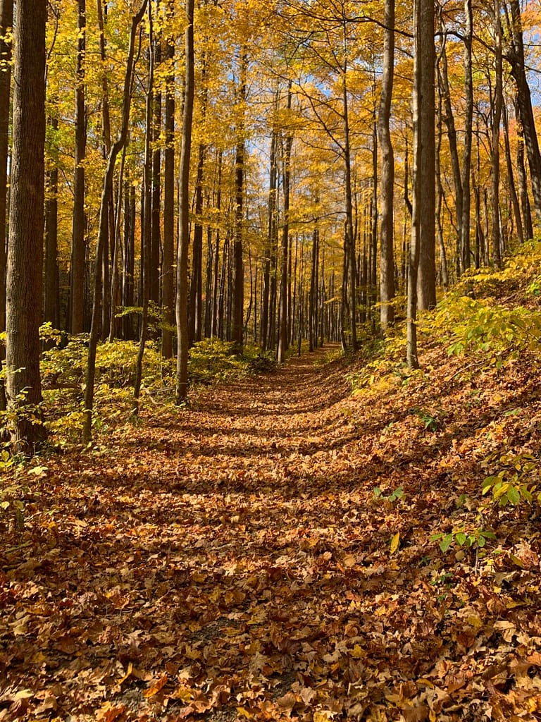 trail in the fall on rock castle gorge in Virginia