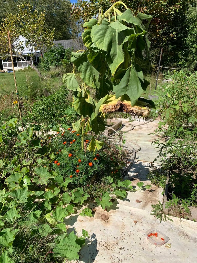 sunflower dropping its seeds