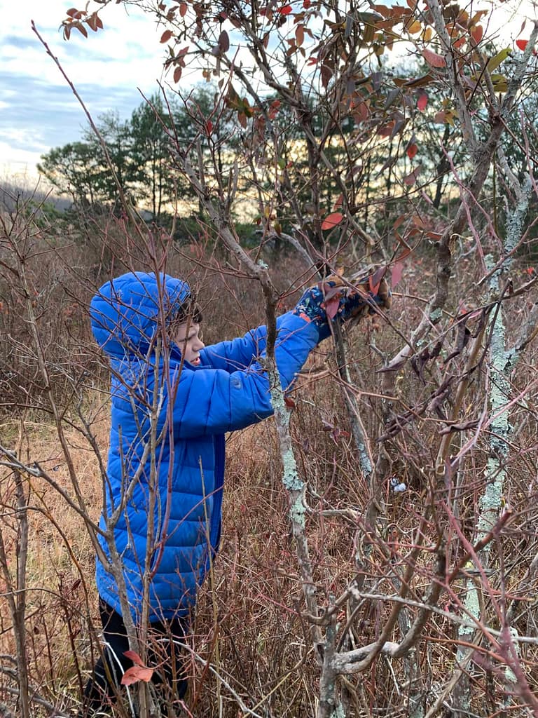 boy in blue coat pruning blueberries
