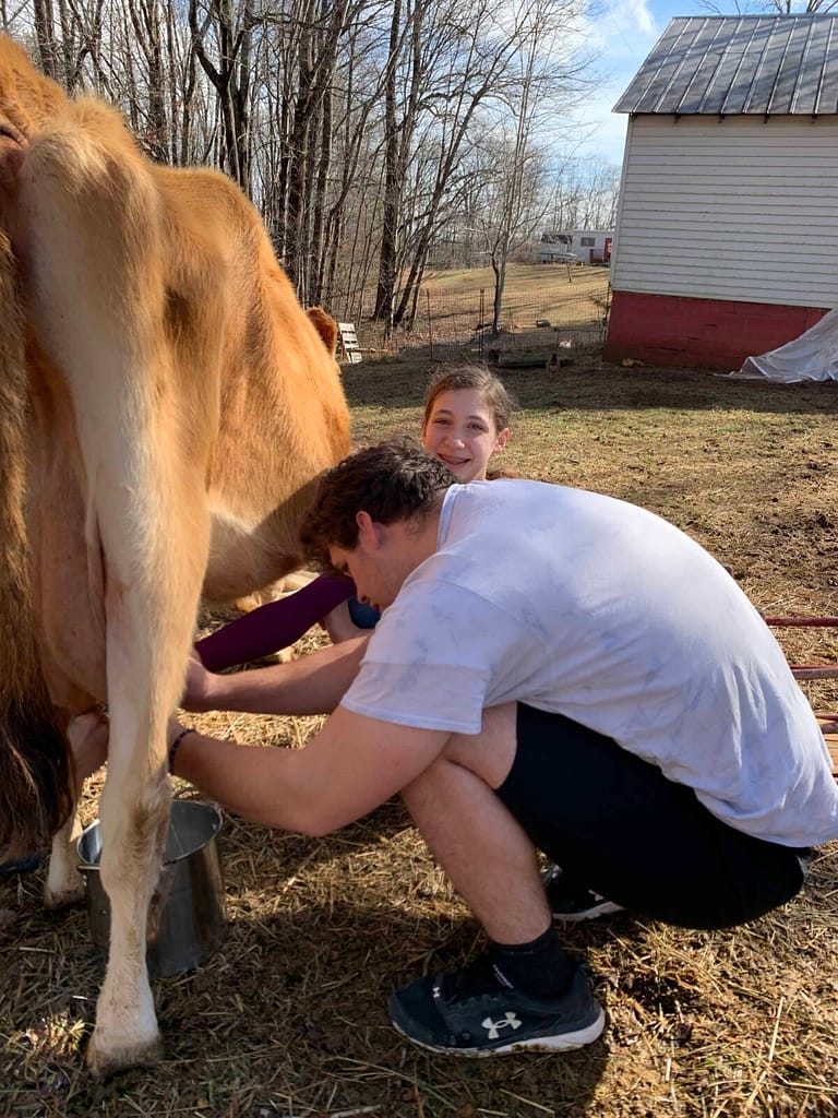 young man milking a cow