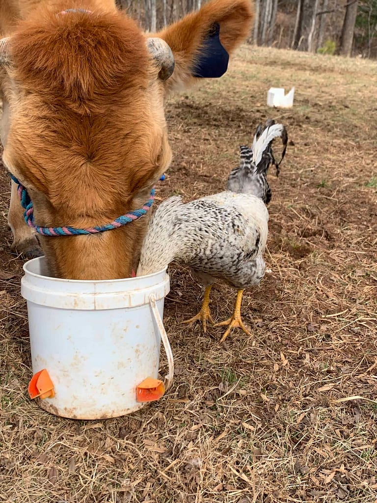 cow and chicken eating feed out of the same bucket