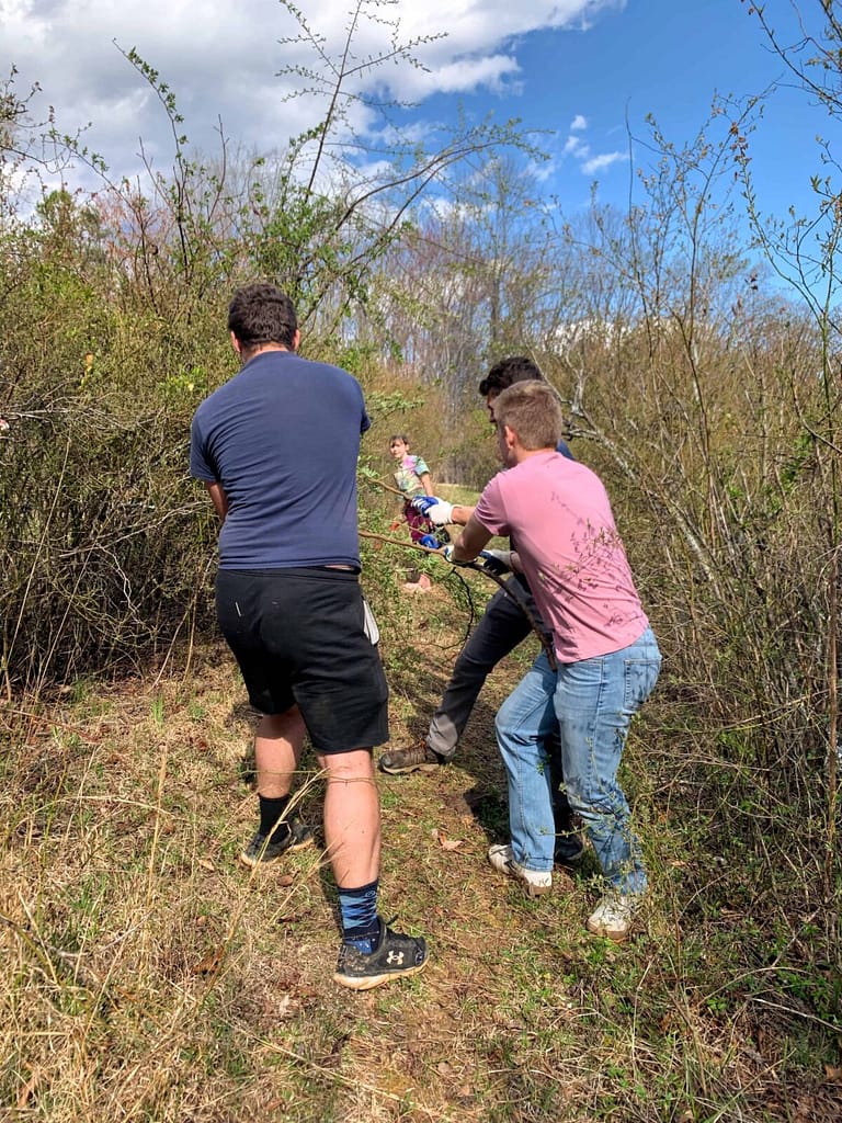 guys pulling out vines from blueberry bushes