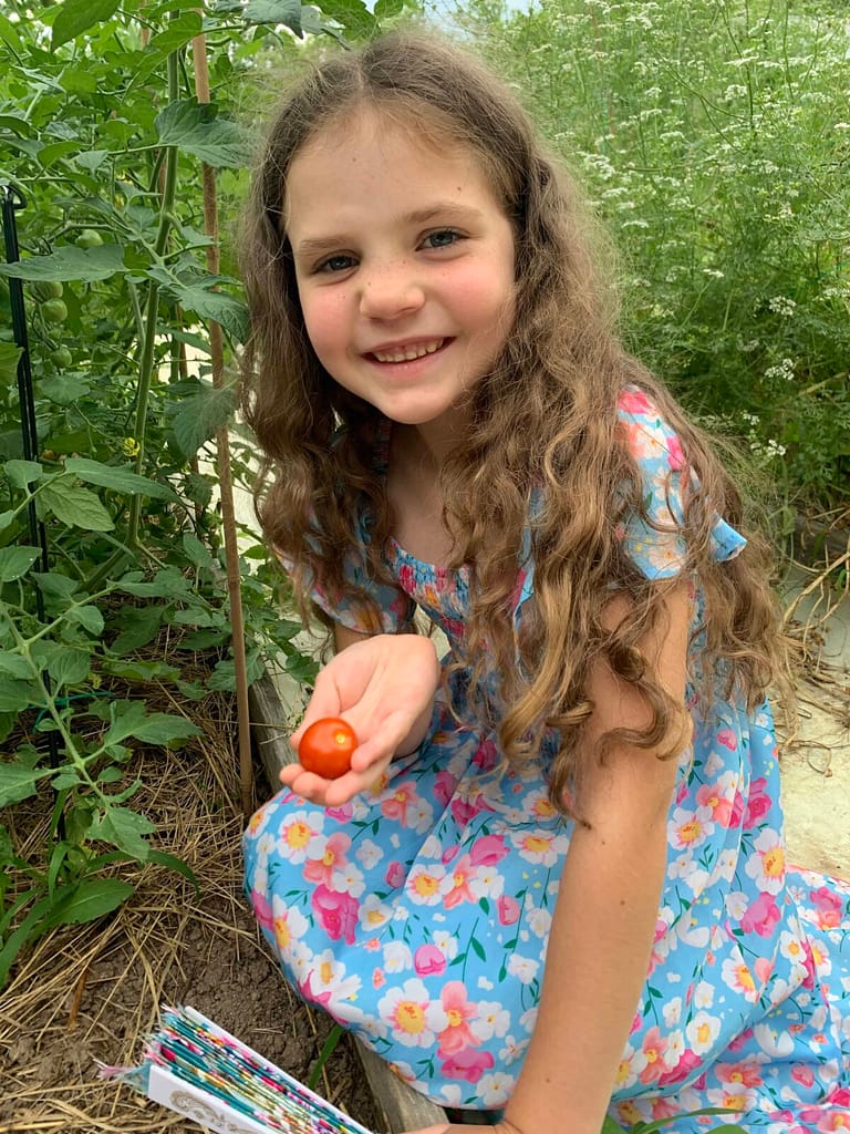 6 year old picks a ripe tomato