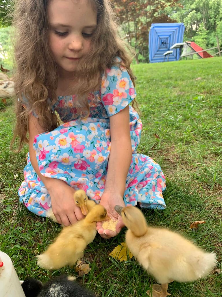 girl feeding ducklings on the grass