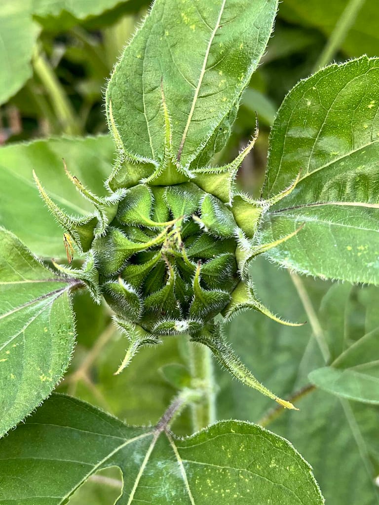 sunflower about to open