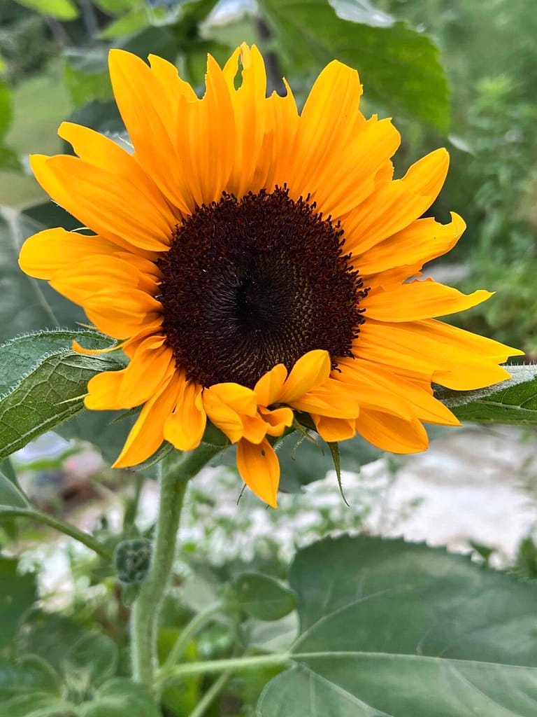 sunflower opening
