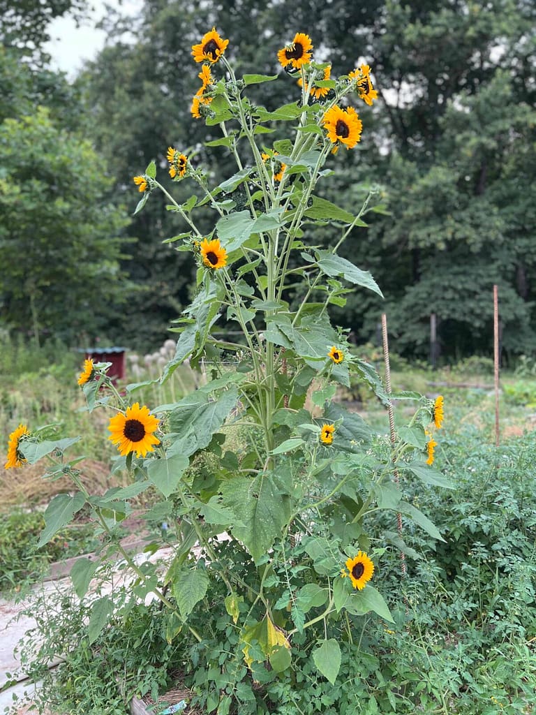 a big sunflower with lots of sunflowers on it.