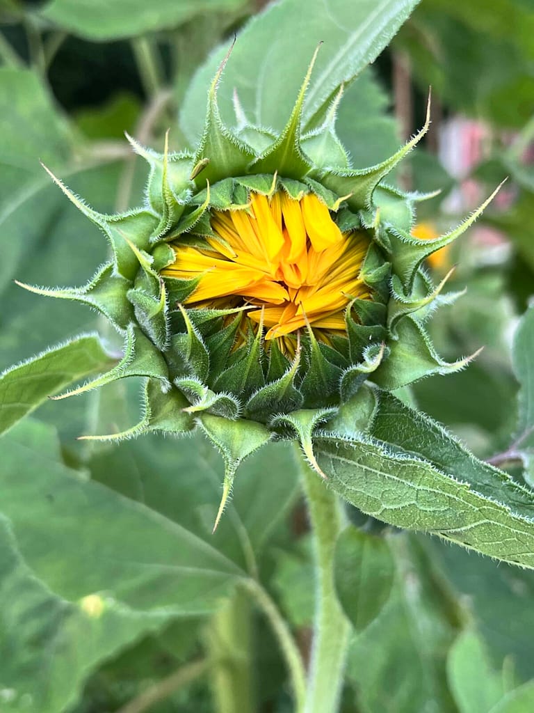 sunflower almost opening