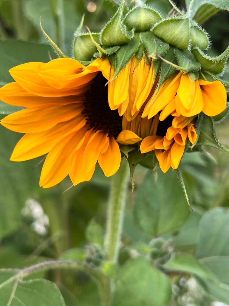 sunflower opening