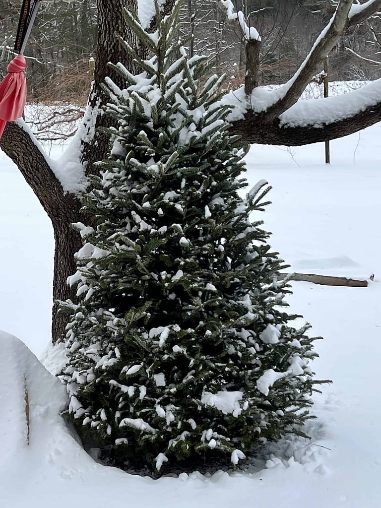 Christmas tree in the snow