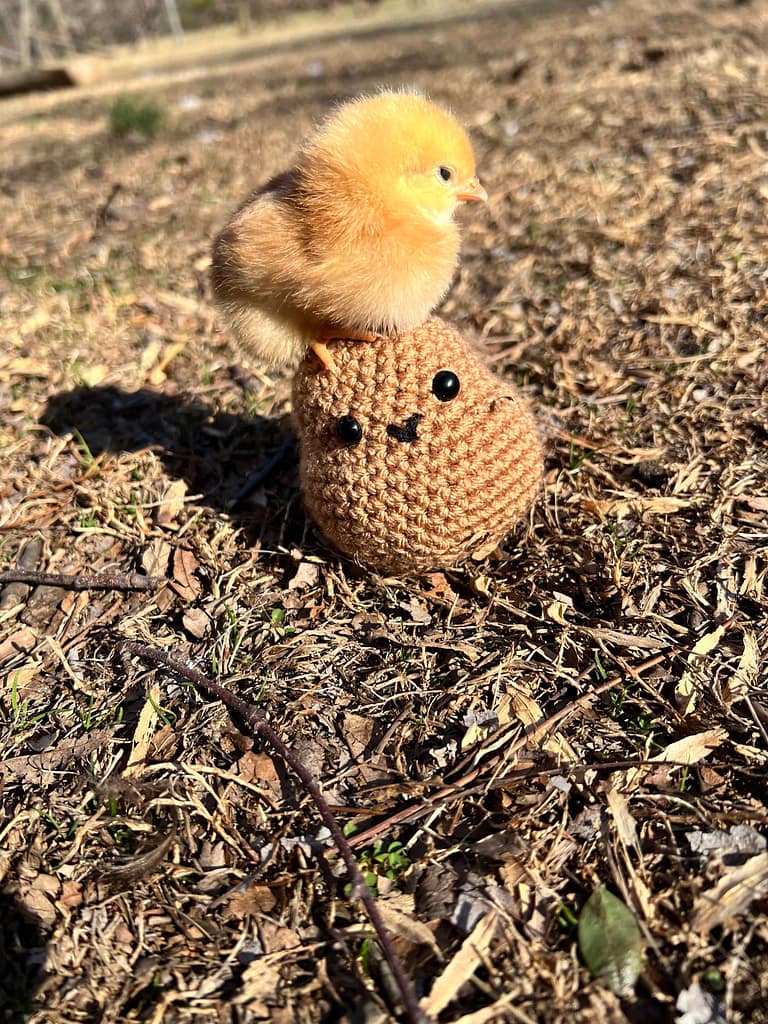 chick sitting on top of a crocheted potato