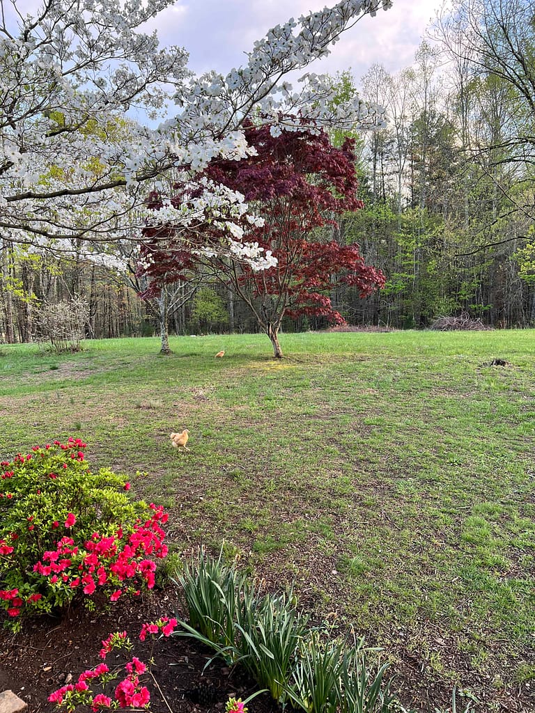 dogwood and azaleas