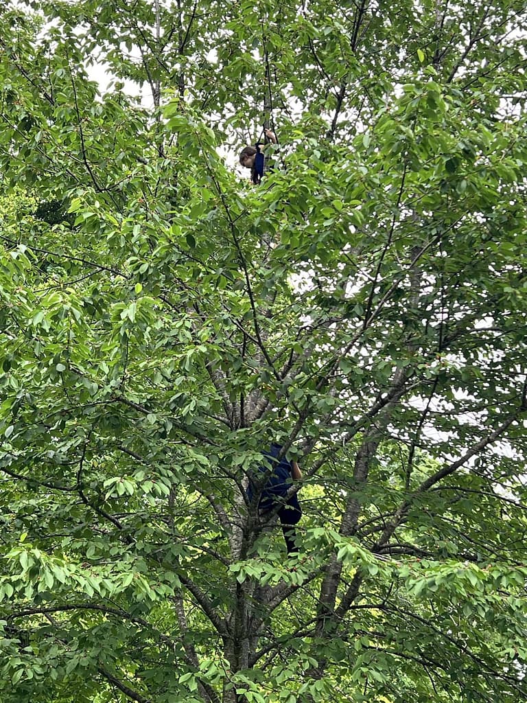 kids in a cherry tree