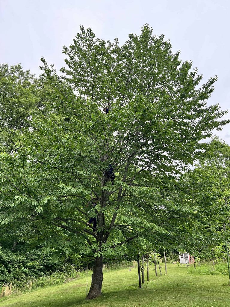 kids in a cherry tree