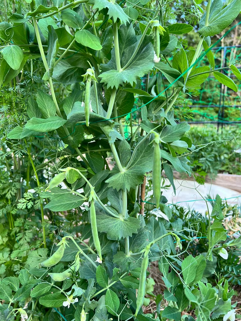 snap peas almost ready