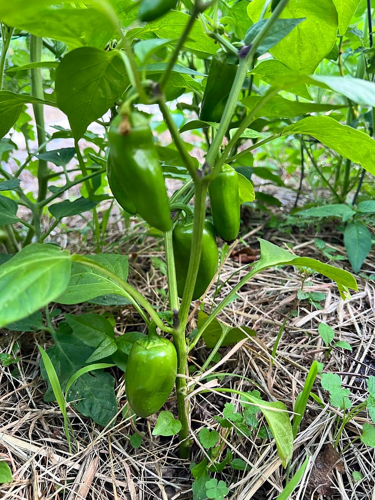 peppers growing on a pepper plant
