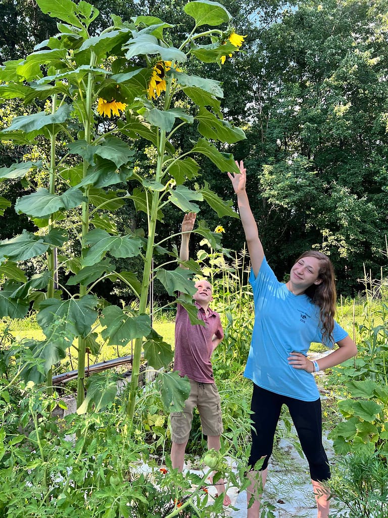 brother and sister reach at a sunflower way taller than them.
