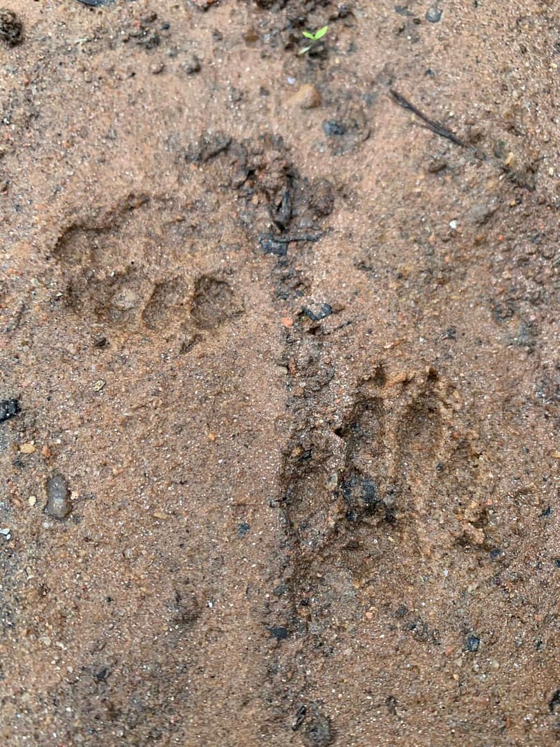 animal prints in the sand