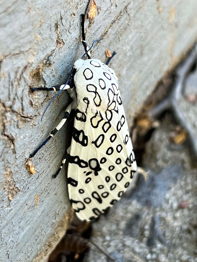 spotted leopard moth