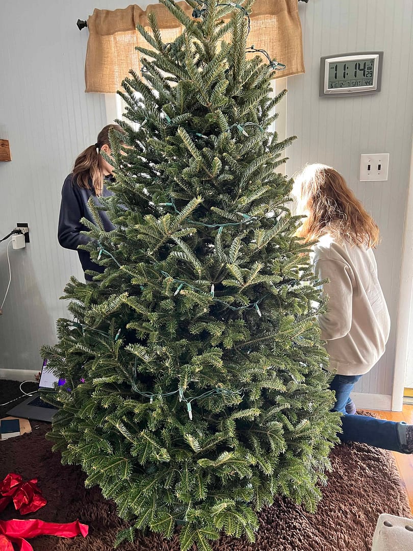setting up a Christmas tree