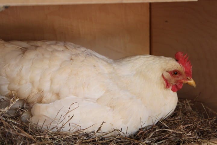 chicken in her nesting box